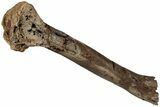 Sub-Adult Hadrosaur (Edmontosaurus) Radius - Wyoming #232754-2